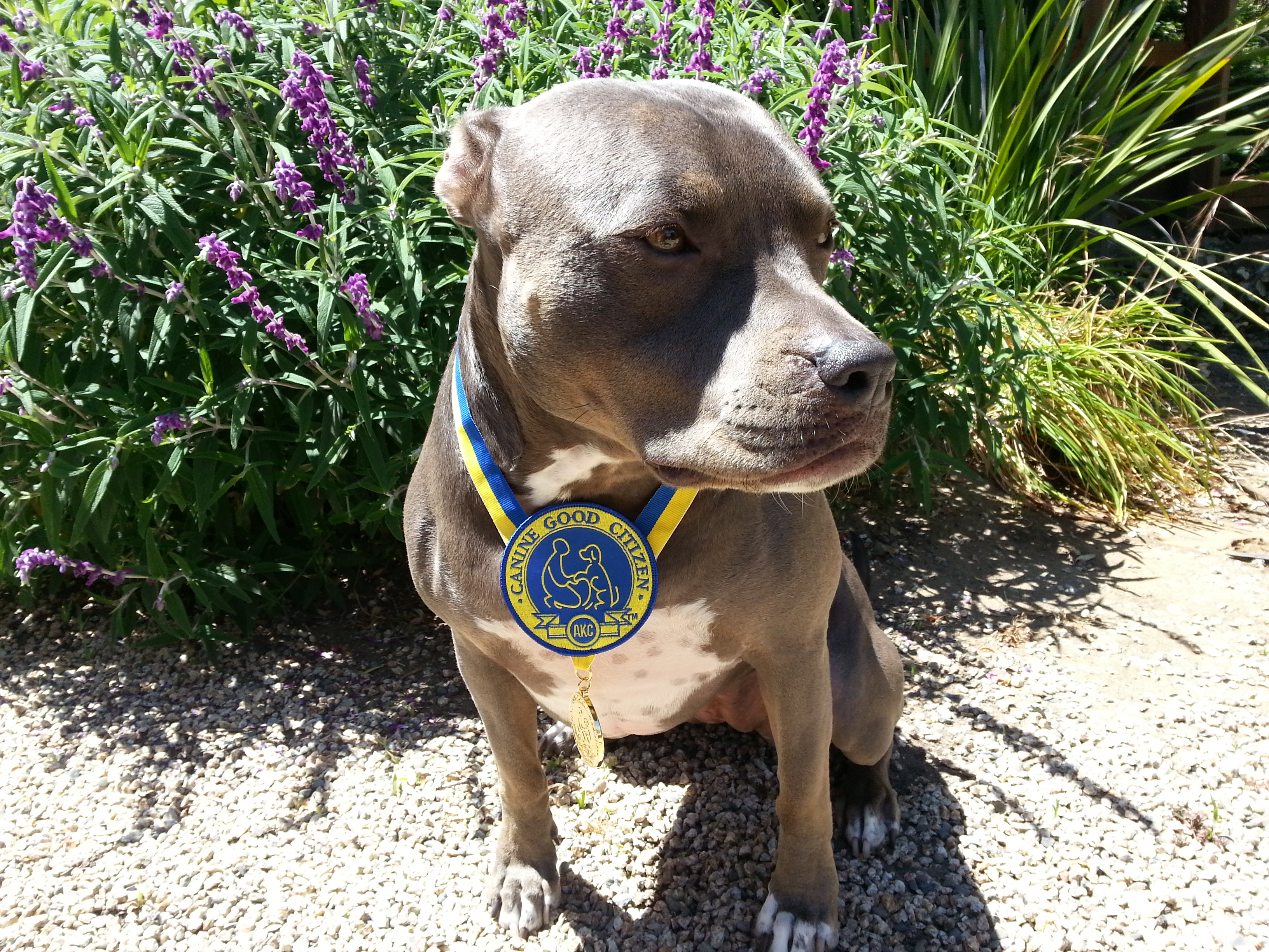 American Kennel Club - Canine Good Citizen - Mika - Dog Trainer, Redding,  CA | Confident K9 Training Dog Trainer, Redding, CA | Confident K9 Training